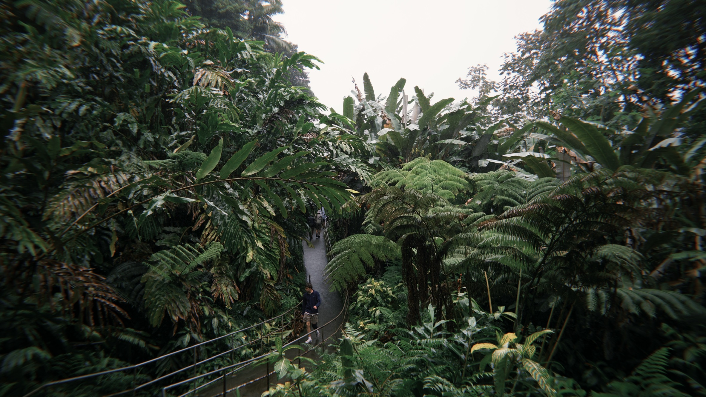Akaka Falls through dense rainforest