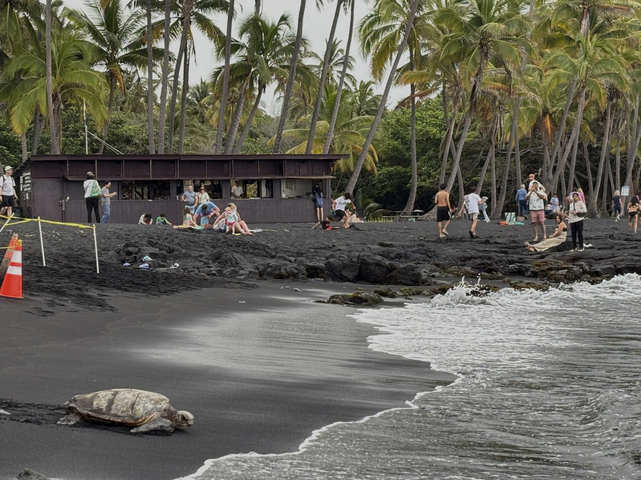 Sea turtle resting on the black sand at Punaluu