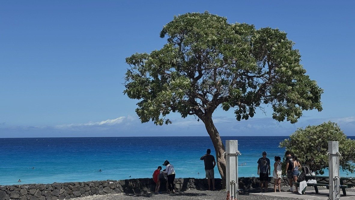 Lone shade tree above the deep blue ocean at Kua Bay