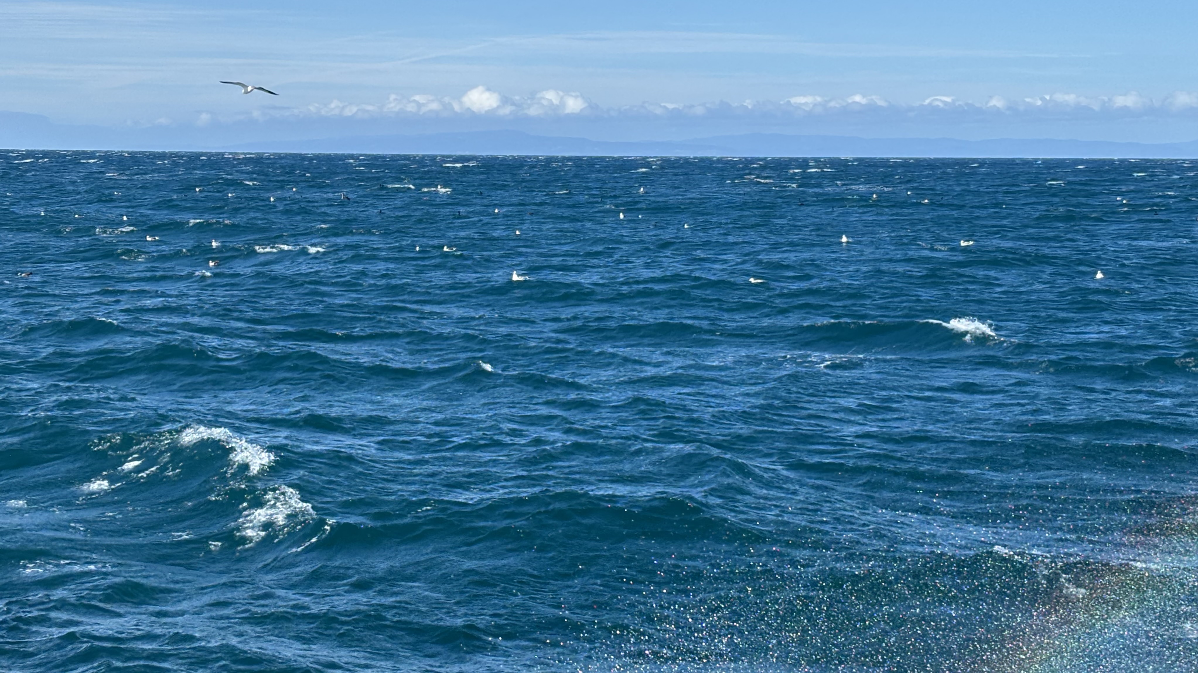 Monterey Bay seabirds